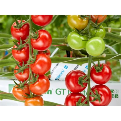 Tomatoes on vines with seed packaging in the background - SAINT ANNA
