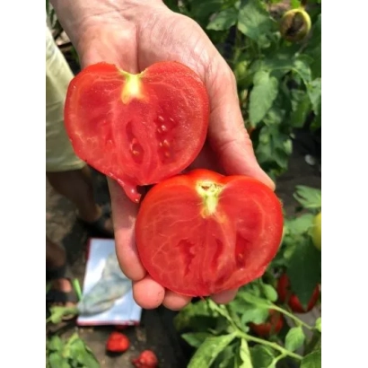 Рука держит два нарезанных томата сорта ШЕЛФ на фоне зелёных листьев