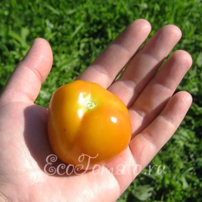 Желтый томат Щелкунчик в руке на фоне травы