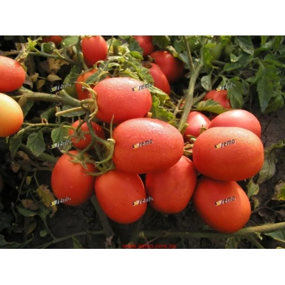 Созревшие красные томаты на кусте - СЕМАЛУС F1