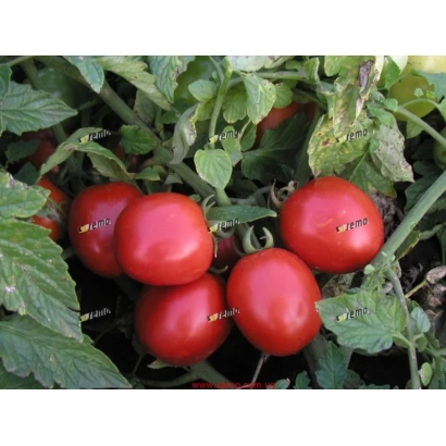 Красные томаты на ветке - СЕМАРОЛ