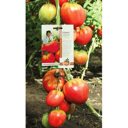 Пакет семян томата «Семейное счастье» на фоне куста с плодами