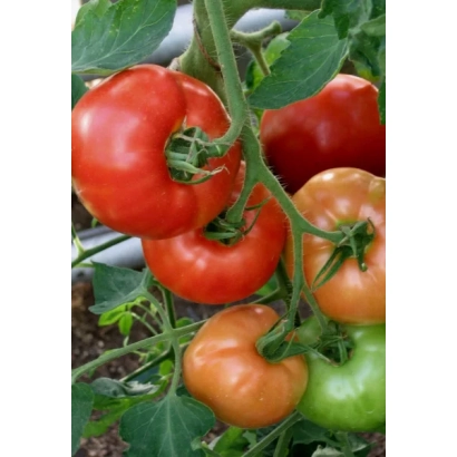 Свежие красные и зеленые томаты на ветке - Семейный