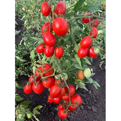 Спелые красные томаты сорта СЕМКО 100 на кусте