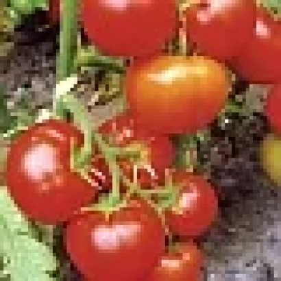 Спелые красные томаты на ветвях томатного куста - Семко 18 F1