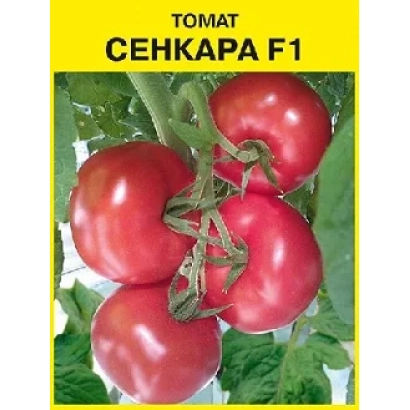 Червоні помідори сорту СЕНКАРА F1 на гілці