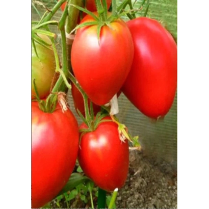 Red tomatoes on vine - SENSEI