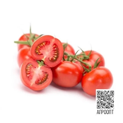 Свежие томаты на ветке, один разрезан пополам, белый фон, QR-код с текстом АГРОПРИНТ - Сенсерно