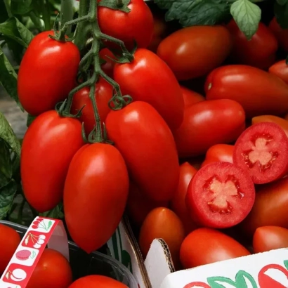 Красные томаты на ветке с разрезанным плодом в коробке - СЭР ЭЛИАН