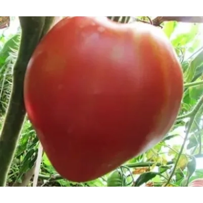 Red tomato on vine without product name - HEART OF SIBERIA