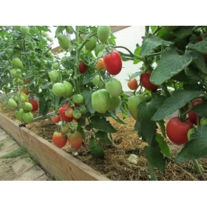 Томаты на кустах в теплице - СЕРДОЛИК