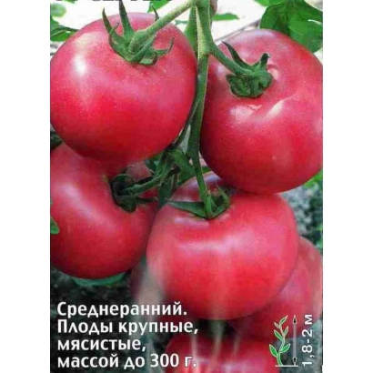 Крупные красные томаты сорта Сергий 153 F1 на ветке