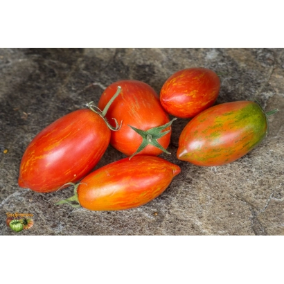 Красные помидоры сорта Шерхан на земле