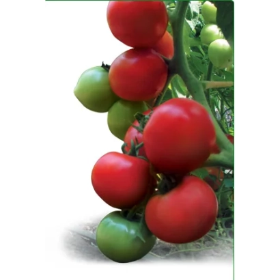 Спелые и зеленые помидоры сорта Шеридан F1 на ветке