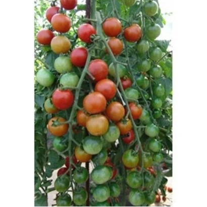 Созревающие томаты на кусте - ШЕРОЛА F1