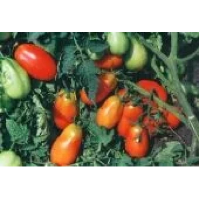 Томати на кущі - Серпневий