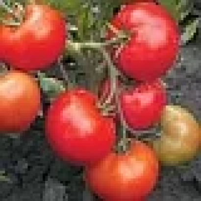 Спелые красные томаты на ветке - Сервер F1