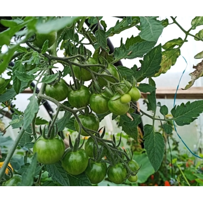 Green tomatoes on a tomato plant branch - SHETLAND