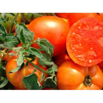 Свежие красные томаты на ветке с одним разрезанным плодом - Севен