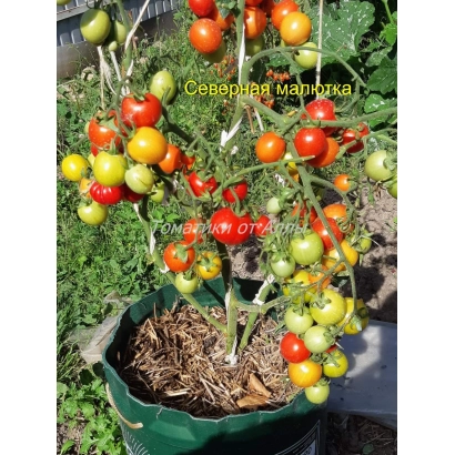 Томат Північна Мелютка на рослині в горщику - ПІВНІЧНА МАЛЮТКА