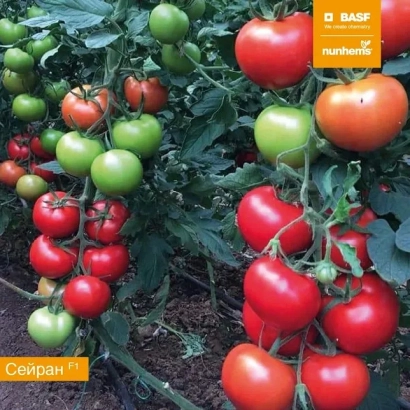 Крупный план томатов сорта Сейран на кусте