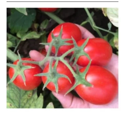 Red tomatoes on a vine, held by hand - SF 903