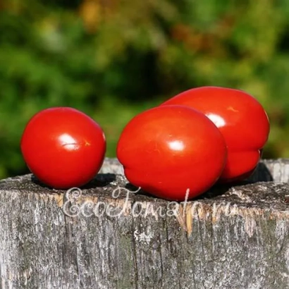 Три красных помидора на деревянной поверхности - СХ-3