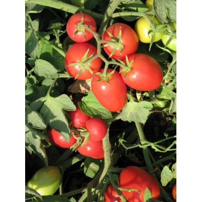 Red and green tomatoes of Shanty F1 variety on the vine