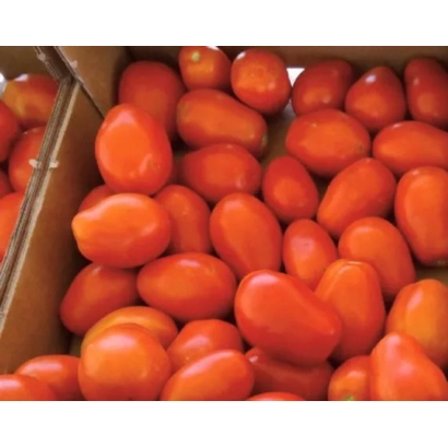 Коробка свежих красных помидоров сорта СХД 255