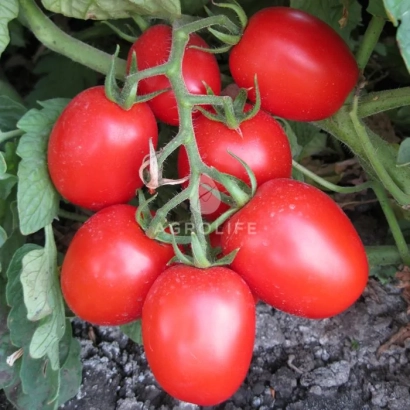 Красные томаты сорта Шкипер F1 на ветке с логотипом AERO LIFE