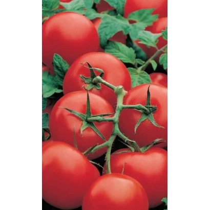 Сочные красные томаты на ветке - СИБИРСКИЙ ЭКСПРЕСС