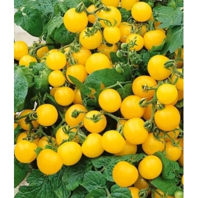 Желтые томаты на кусте - Синичка
