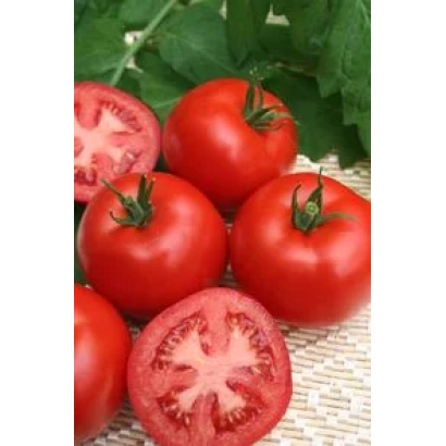 Свежие красные томаты Шипка F1 на фоне зелени