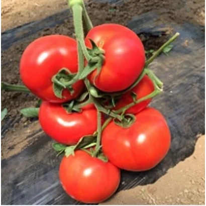 Спелые красные томаты на ветке - Скарб F1
