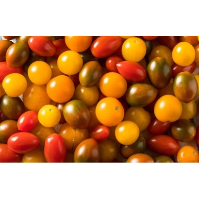 Томаты сорта СКАРЛЕТ О'ХАРА