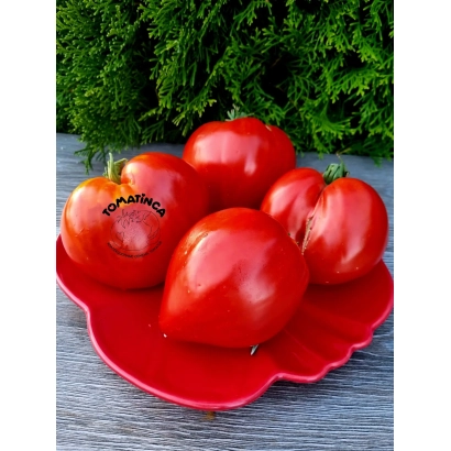 Красные томаты сорта Скарлетт на красной тарелке