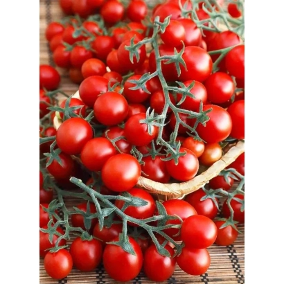 Свежие красные томаты сорта СЛАТКА на ветвях