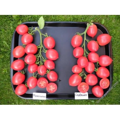 Томаты сорта Славянка на черном подносе