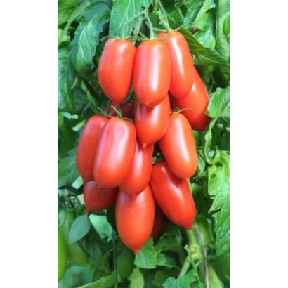Ripe red tomatoes of the OFFICIAL NOVEL variety on a vine