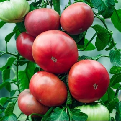 Smuglyanka — red and green tomatoes on a vine