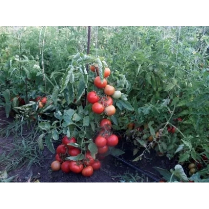 Томаты на кусте в теплице - СНЕГОВИК