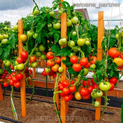 Томаты на кустах в теплице - СОФА