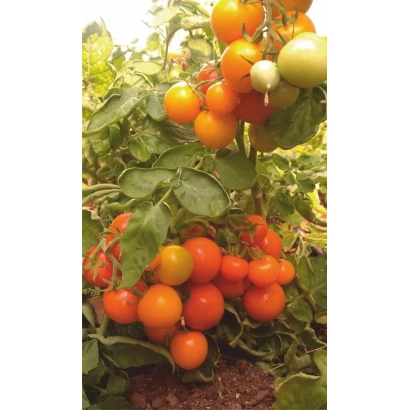 Fresh red and green tomatoes on the vine - Sofia