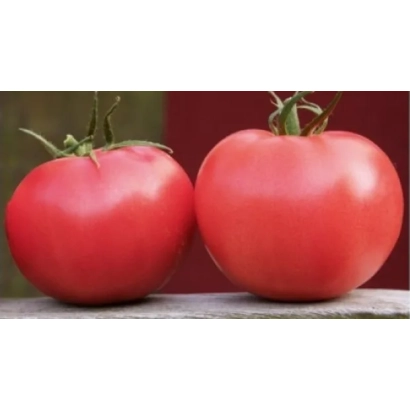 Два червоні помідори сорту Софіївка на дерев'яній поверхні