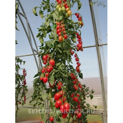 Томаты на кусте в теплице - СОКОТРА