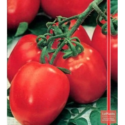 Красные томаты на ветке, сорт не указан - СОЛНЕЧНАЯ ЯГОДА