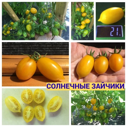Жовті помідори сорту Сонячний Зайчик на гілках та в розрізі