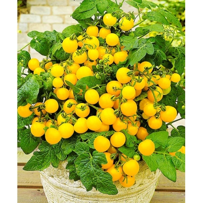 Желтые томаты сорта Солнышко в горшке
