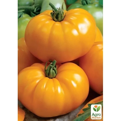 Яркие оранжевые томаты сорта Сонячне коло на фоне зелени