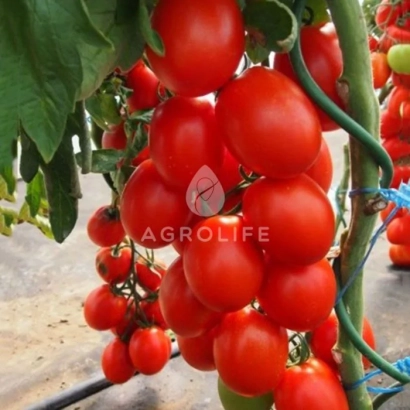 Красные томаты сорта Сонет на ветке с логотипом AGROLIFE